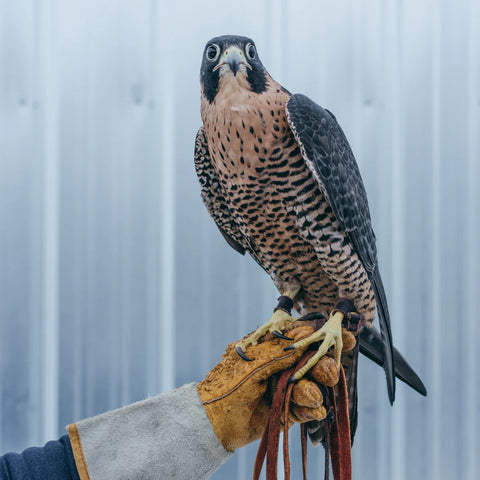 Des rapaces porteurs d’espoir