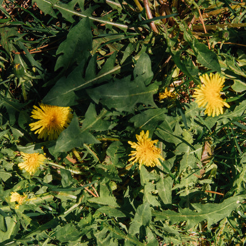 Sac Nature-Culture