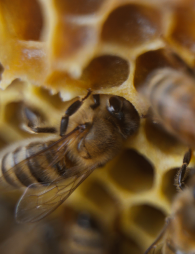 A bee on its hive.