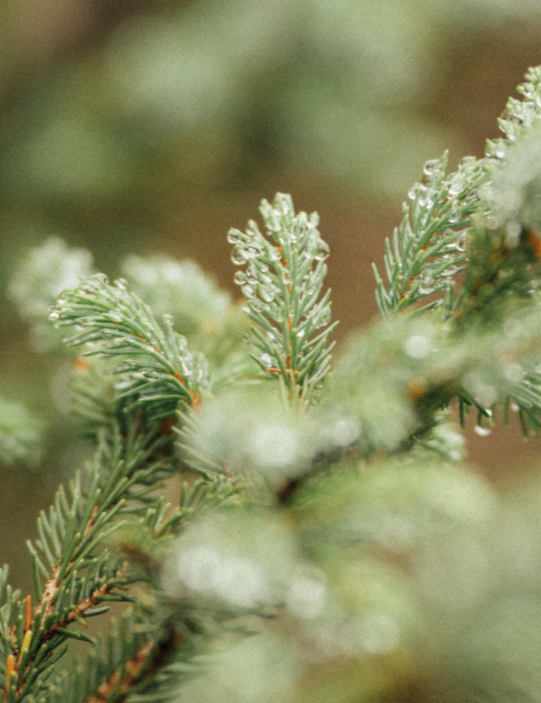 A coniferous branch.